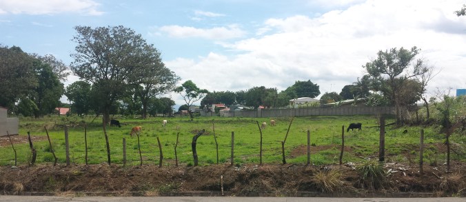 A field of cows in Alajuela, Costa Rica