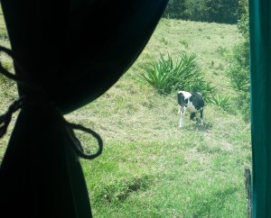 A cow through a curtained window