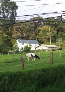 Cow of Monteverde
