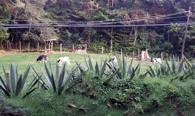 A field of Holstein cows