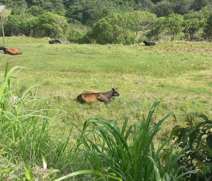 Cow sitting in a field